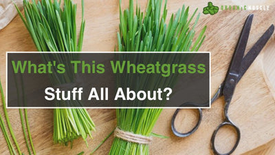 What's This Wheatgrass Stuff All About?