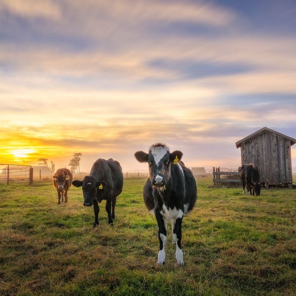 Nurturing the Earth and You: Embracing the Benefits of Regenerative Farming - Organic Muscle Fitness Supplements