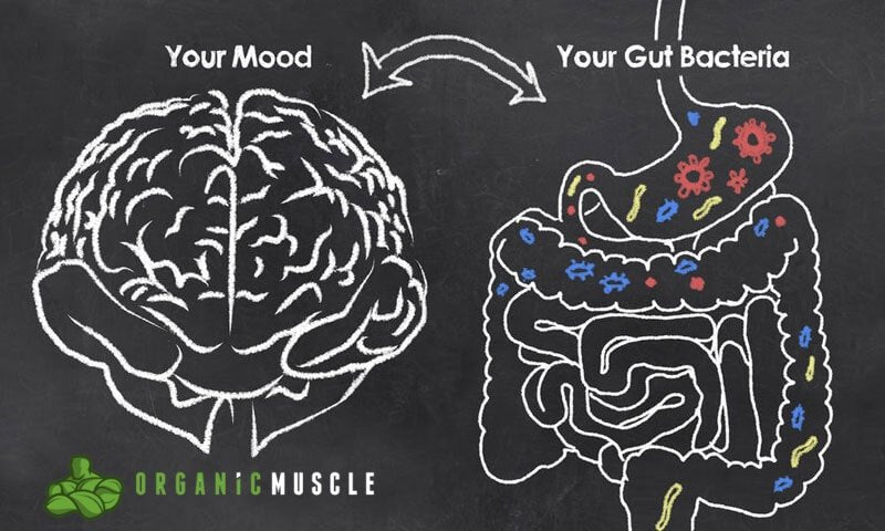 Probiotics: Bacteria That Effect The Way We Think & Feel - Organic Muscle Fitness Supplements