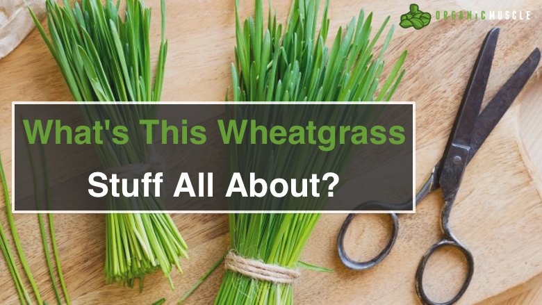 What's This Wheatgrass Stuff All About? - Organic Muscle Fitness Supplements